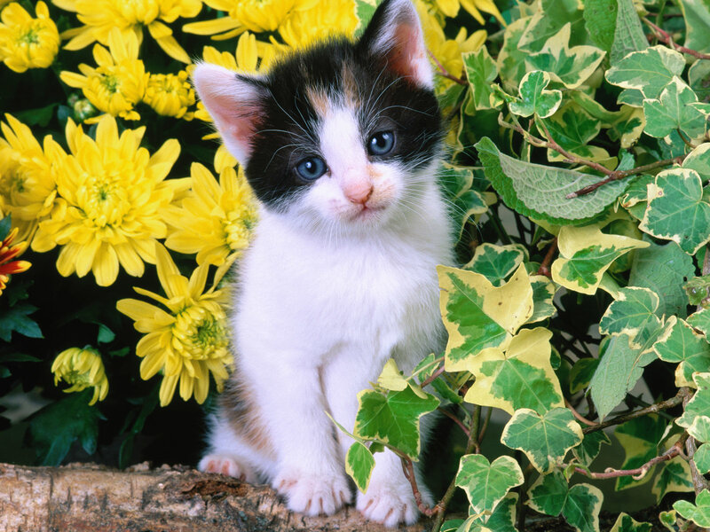 Calico Kitten in Flowers