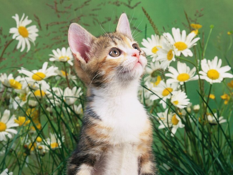 Calico Kitten in Flowers — White, Peaceful