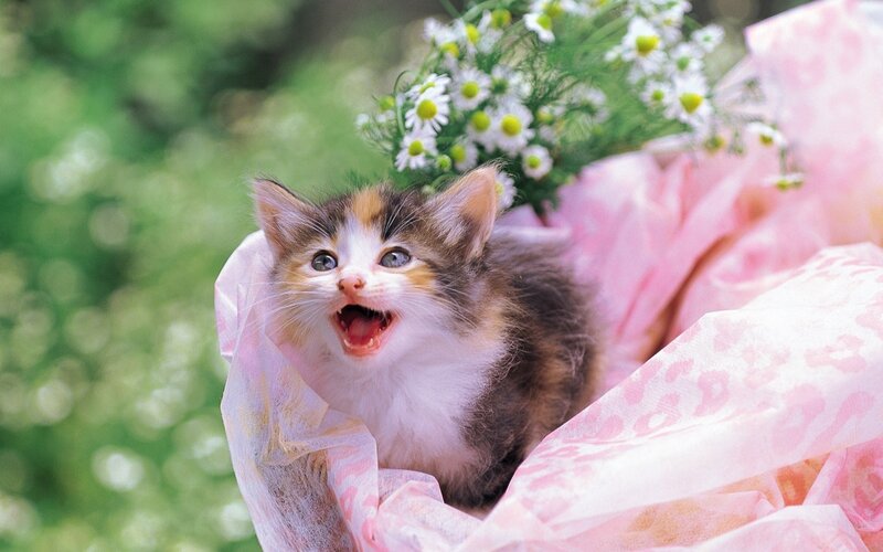 Calico Kitten in Flowers — White, Playful, Spring