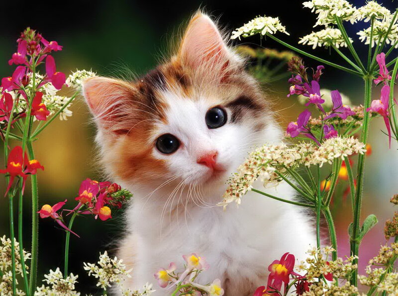 Calico Kitten in Flowers — White, Serene, Spring