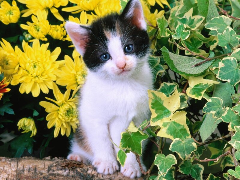 Calico Kitten in Flowers — Yellow, Calm