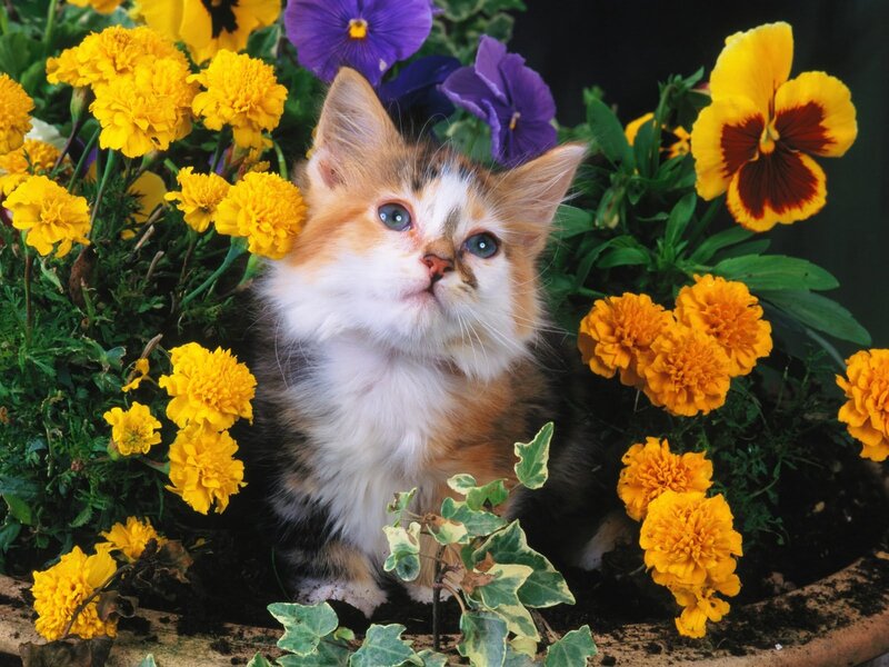Calico Kitten in Flowers — Yellow, Peaceful, Spring