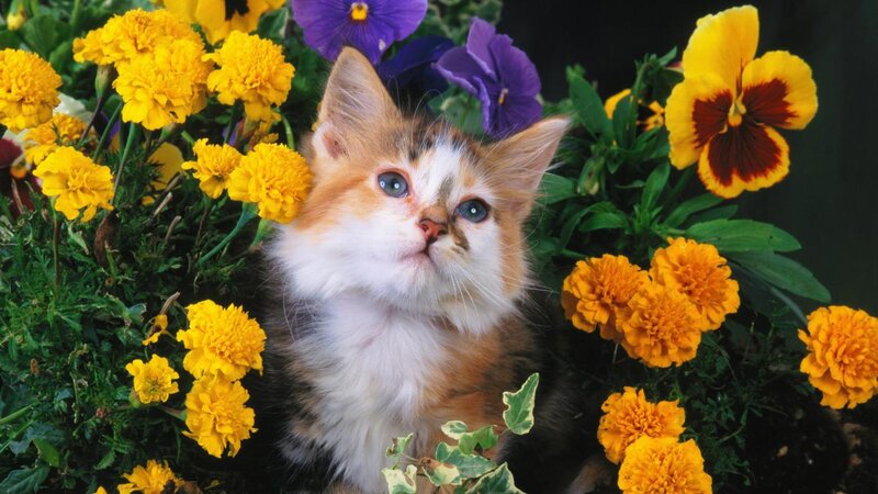 Calico Kitten in Flowers — Yellow, Serene