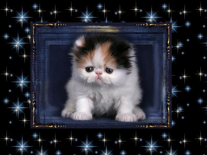 Calico Kitten in Frame