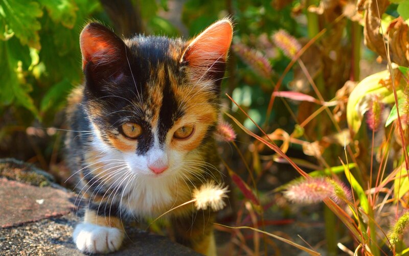 Calico Kitten in Garden — Black