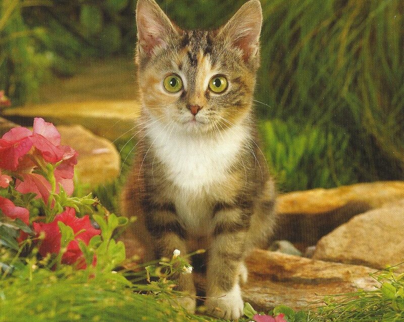 Calico Kitten in Garden
