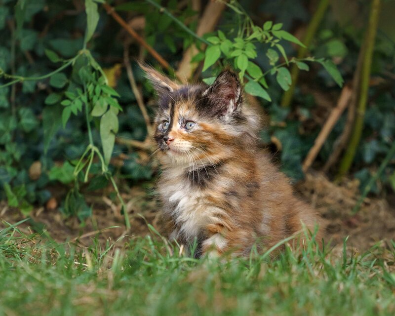 Calico Kitten in Grass — Brown, Curious