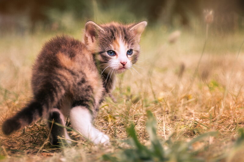 Calico Kitten in Grass — Brown