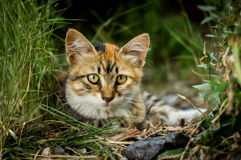 Calico Kitten in Grass — Green, Alert