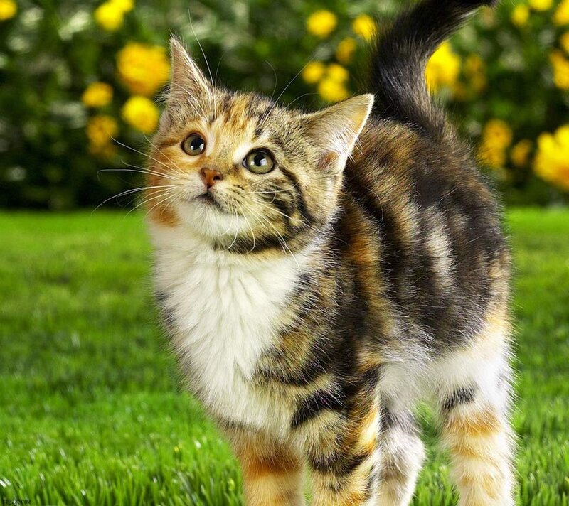 Calico Kitten in Grass — Green, Curious, Afternoon