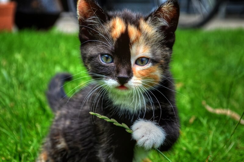 Calico Kitten in Grass — Green, Curious