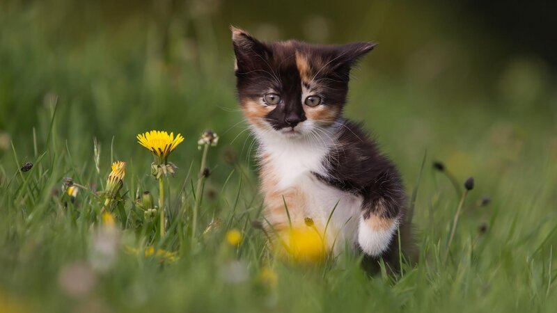 Calico Kitten in Grass — Green, Peaceful, Spring