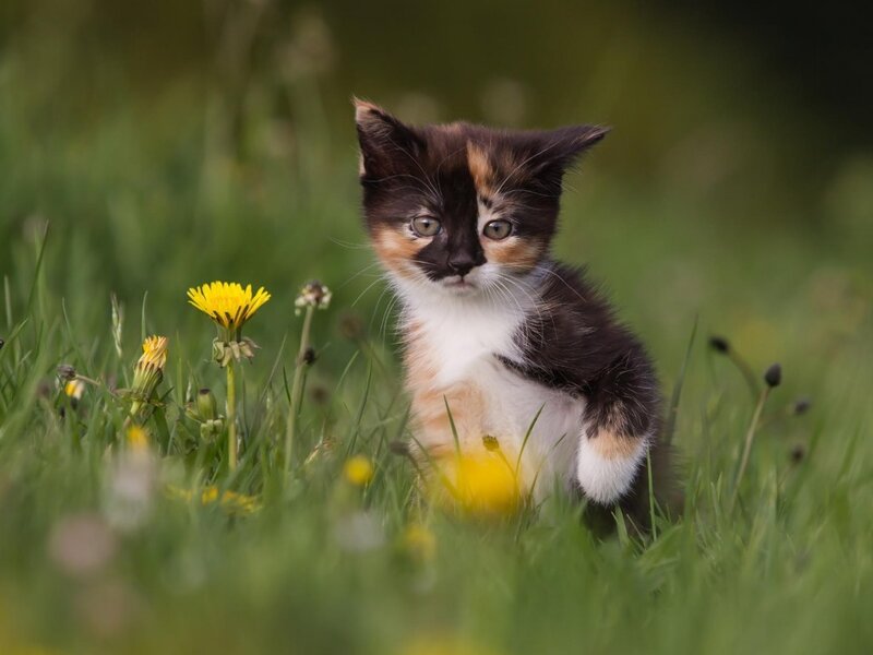 Calico Kitten in Grass — Green, Peaceful