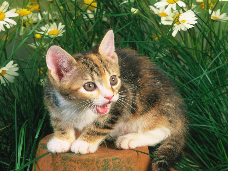 Calico Kitten in Grass — Green, Playful