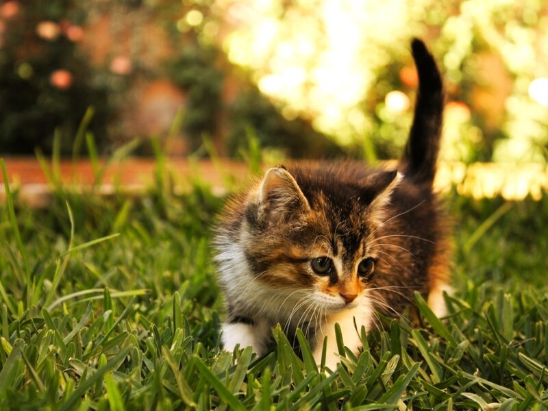 Calico Kitten in Grass — Green, Serene, Afternoon