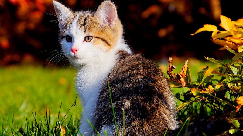 Calico Kitten in Grass — Green, Serene, Autumn