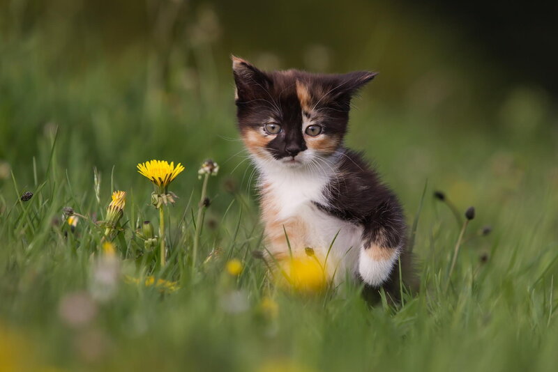 Calico Kitten in Grass — Green, Serene, Spring