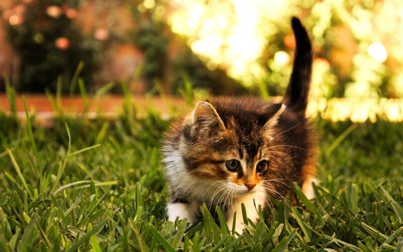 Calico Kitten in Grass