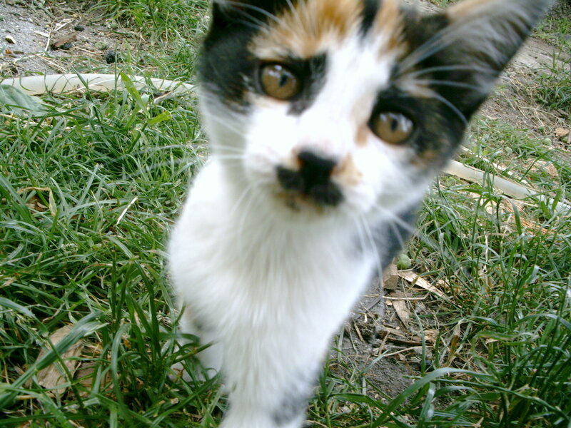 Calico Kitten in Grass — White, Curious
