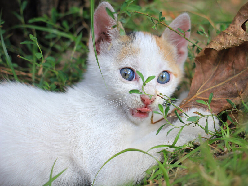 Calico Kitten in Grass — White