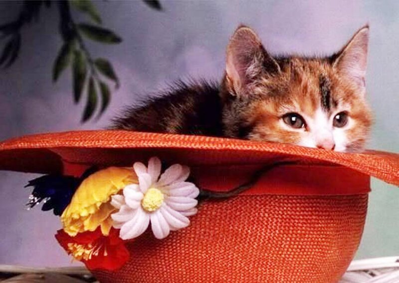 Calico Kitten in Hat