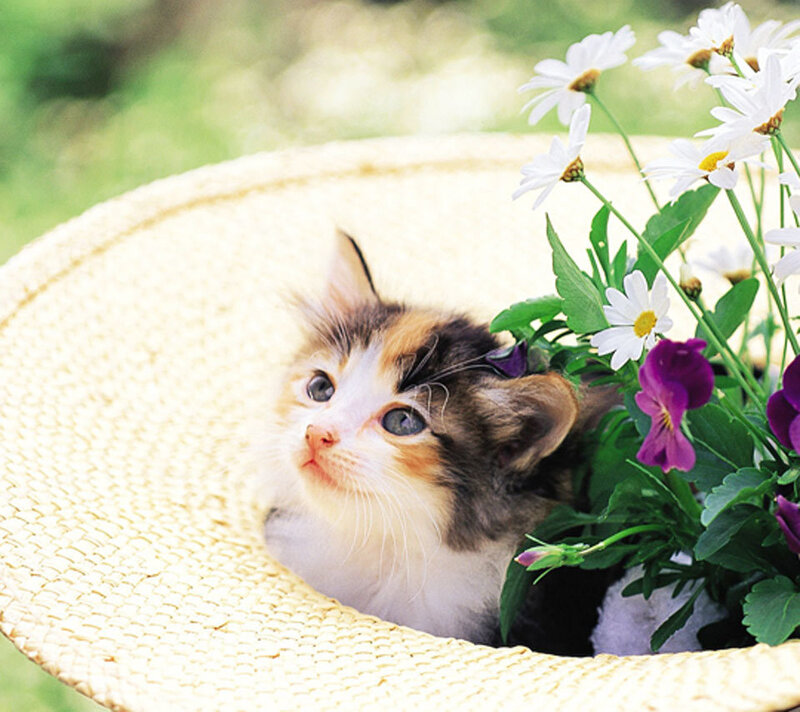 Calico Kitten in Hat — White