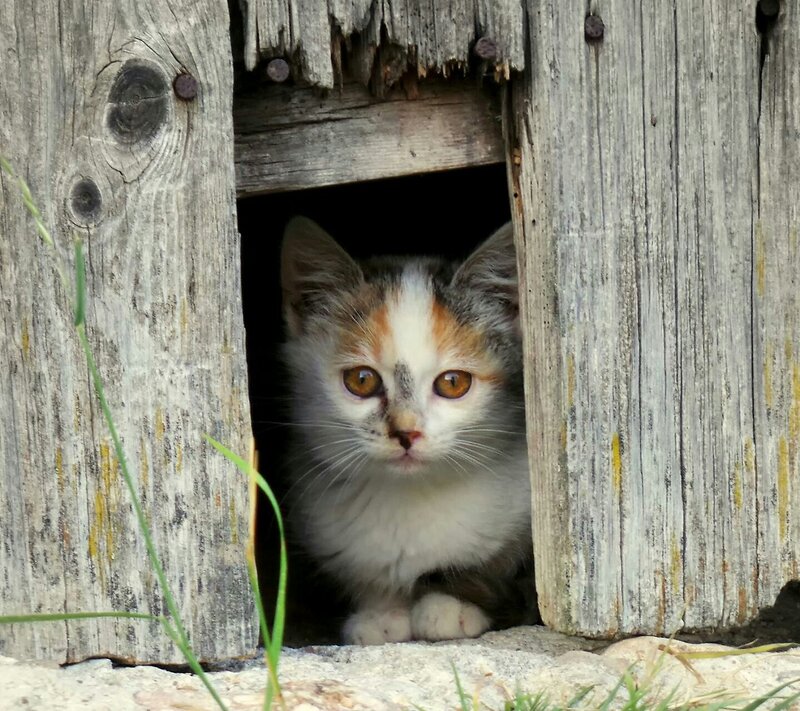 Calico Kitten in Hole