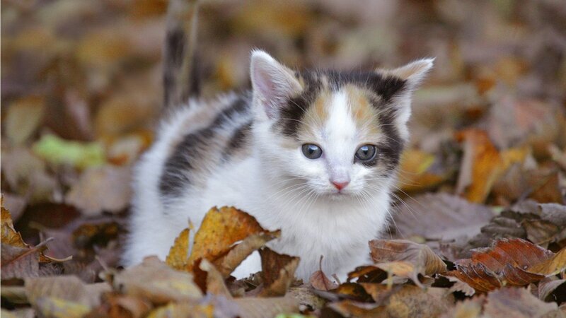 Calico Kitten in Leaves