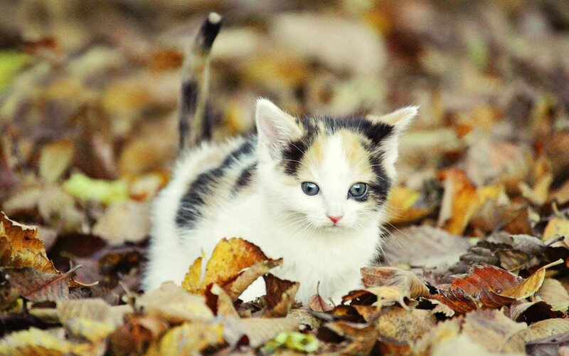 Calico Kitten in Leaves — White, Calm