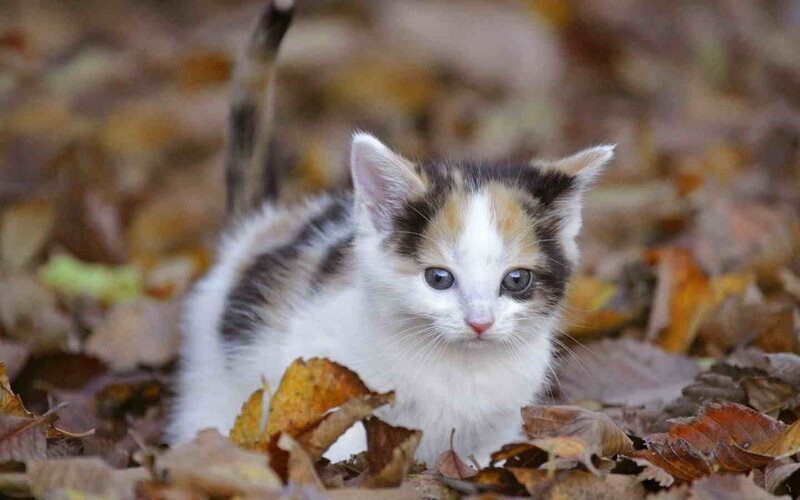 Calico Kitten in Leaves — White, Curious, Autumn