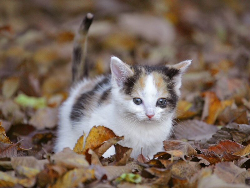 Calico Kitten in Leaves — White, Curious