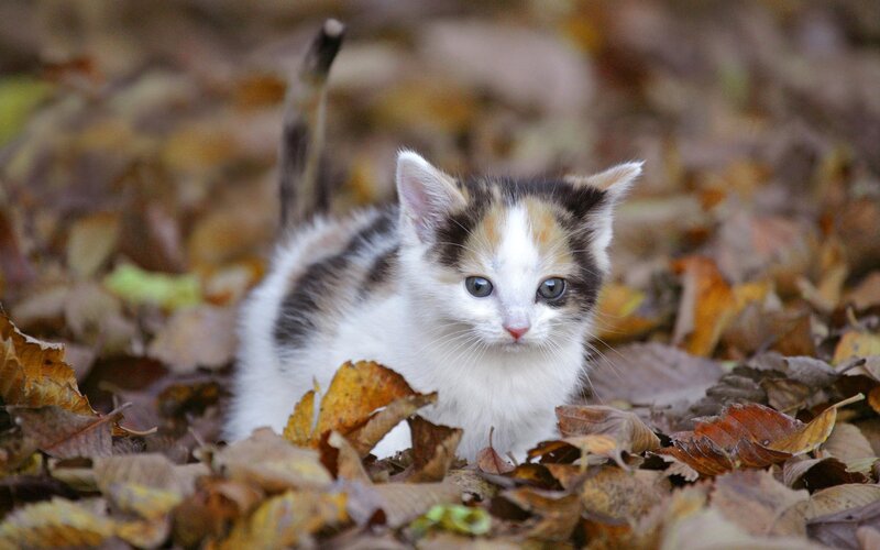 Calico Kitten in Leaves — White