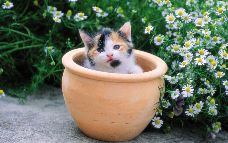 Calico Kitten in Pot