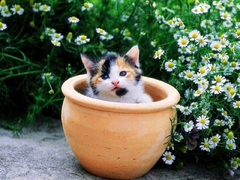 Calico Kitten in Pot — White, Serene