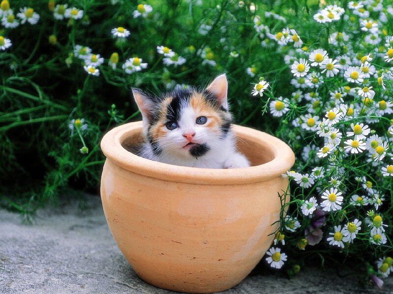 Calico Kitten in Pot — White