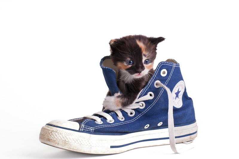Calico Kitten in Shoe