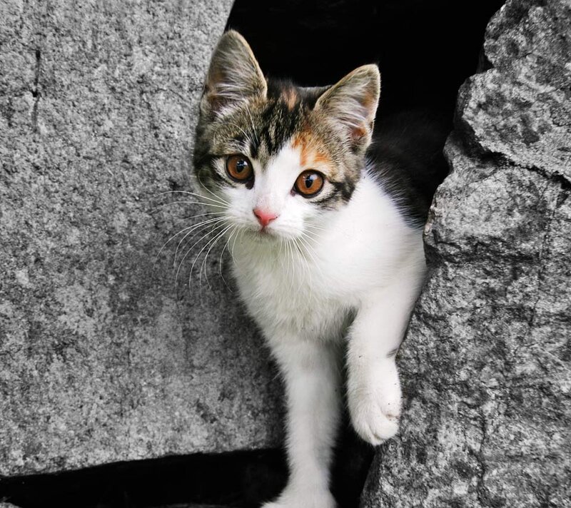 Calico Kitten in Stone
