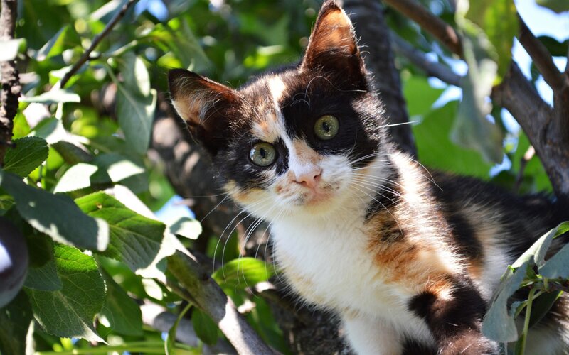 Calico Kitten in Tree — Black