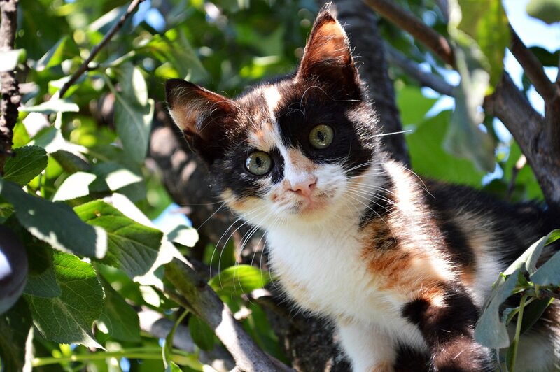 Calico Kitten in Tree