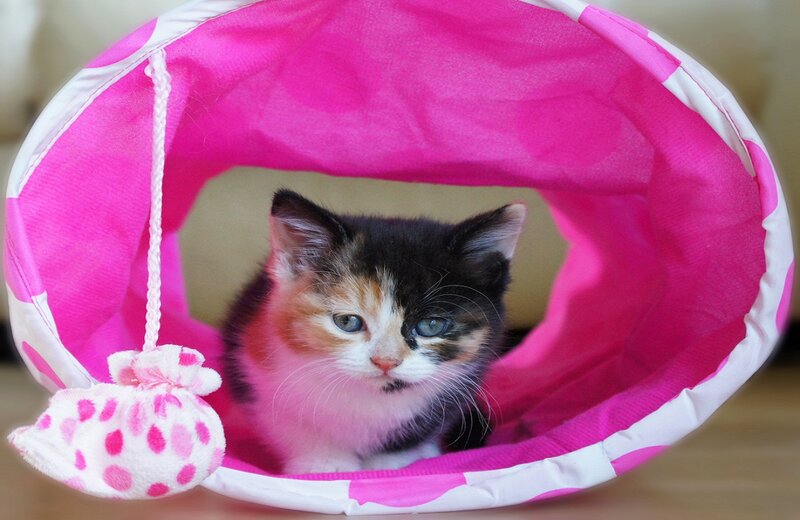 Calico Kitten in Tunnel