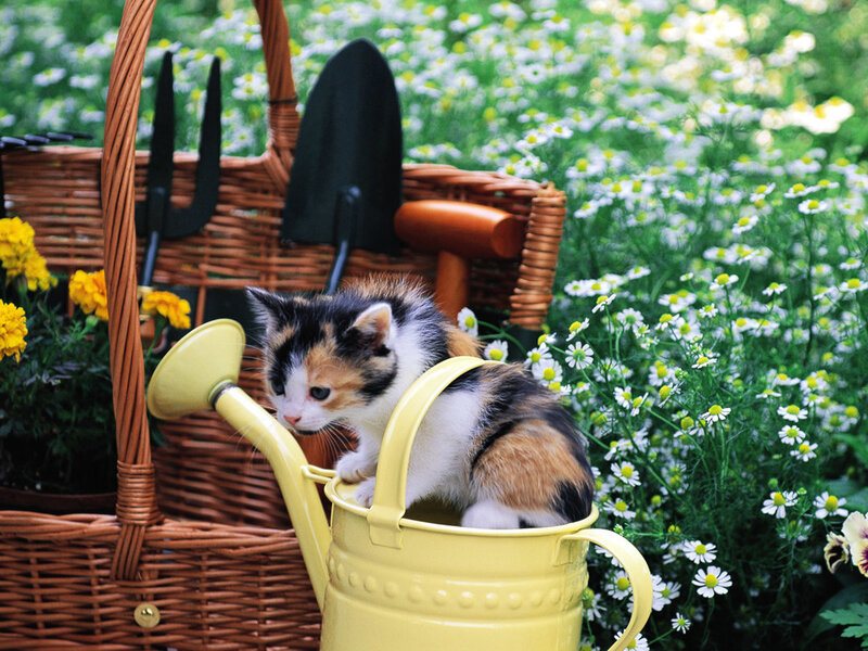 Calico Kitten in Watering Can