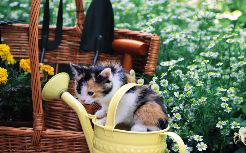 Calico Kitten in Watering Can — Yellow, Serene