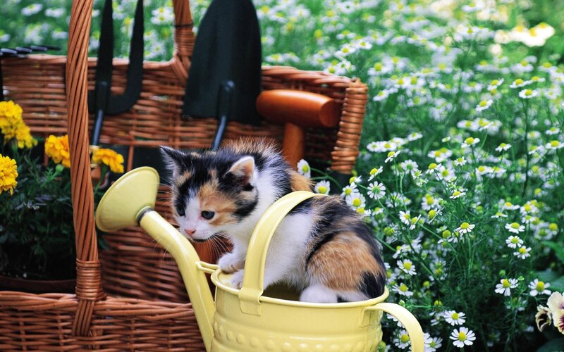 Calico Kitten in Watering Can — Yellow