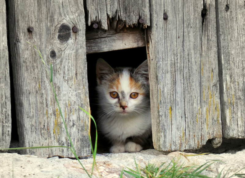 Calico Kitten in Wood