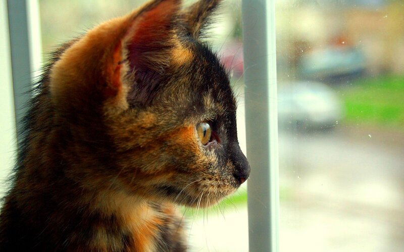 Calico Kitten Looking Out — Brown