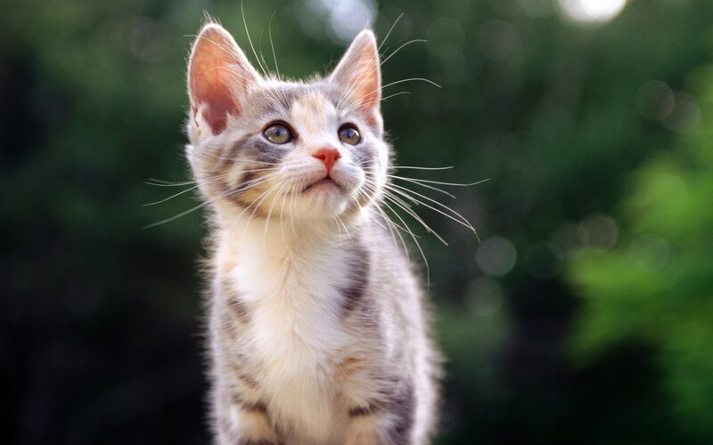 Calico Kitten Looking Up — Gray, Curious