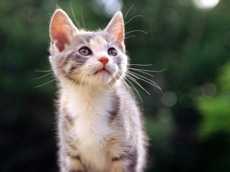 Calico Kitten Looking Up — Gray