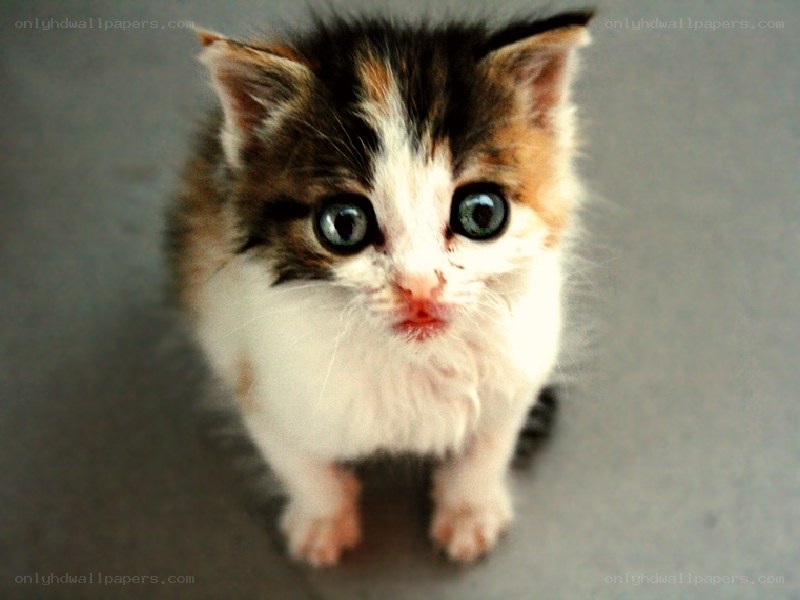 calico kitten looking up