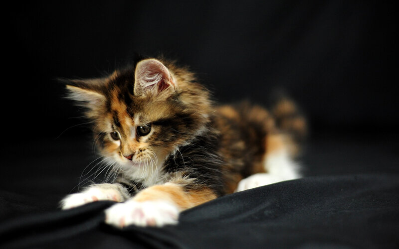 Calico Kitten Lying — Black, Calm
