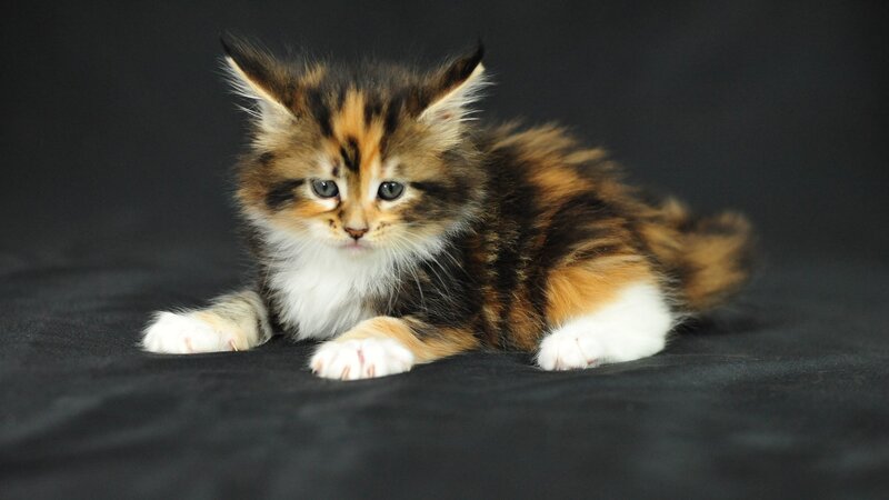 Calico Kitten Lying — Black